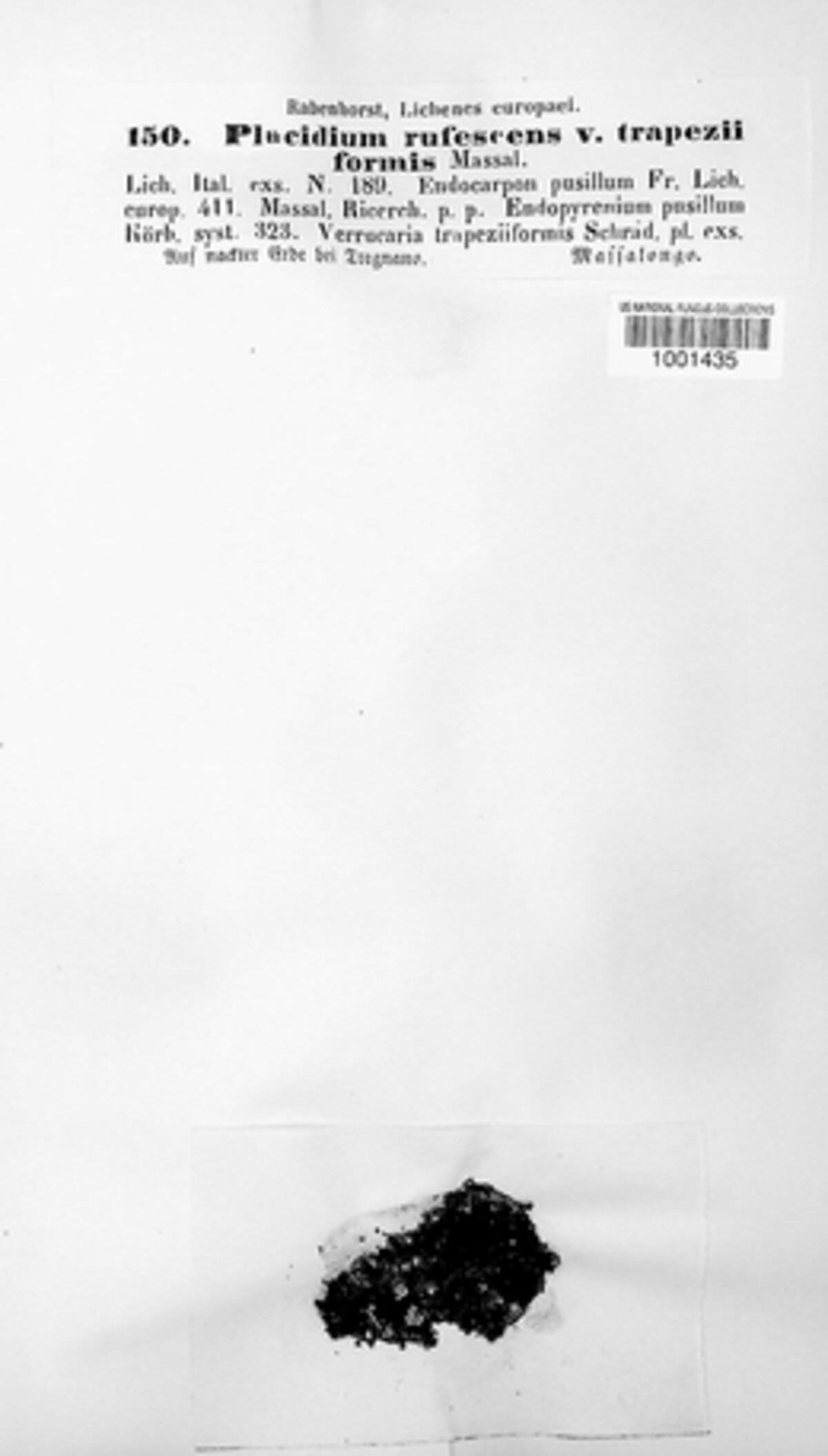 Silobia rufescens image